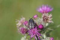 Oxythyrea funesta