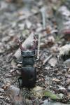 Lucanus cervus