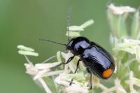 Cryptocephalus biguttatus