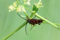 Leptura aurulenta