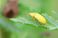 Cteniopus sulphureus
