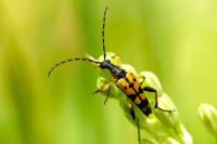 Rutpela maculata