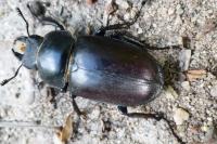 Lucanus cervus