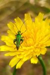 Oedemera nobilis