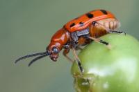 Crioceris duodecimpunctata