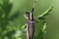 Agapanthia villosoviridescens