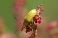 Cteniopus sulphureus