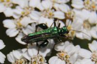 Oedemera nobilis