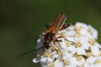 Oedemera podagrariae