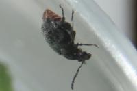 Bruchidius siliquastri