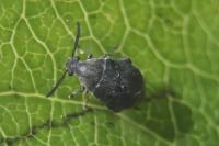 Bruchidius siliquastri