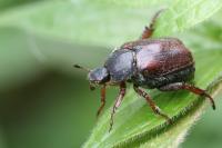 Hoplia philanthus