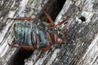 Hoplia philanthus