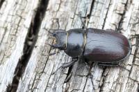 Lucanus cervus