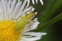 Cteniopus sulphureus