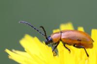 Exosoma lusitanicum