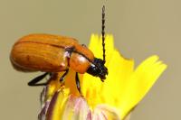 Exosoma lusitanicum