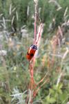 Clytra laeviuscula