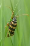 Leptura aurulenta