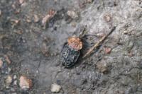 Oiceoptoma thoracicum