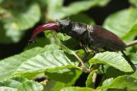 Lucanus cervus