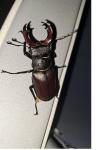 Lucanus cervus