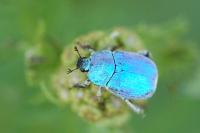 Hoplia coerulea