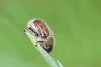 Anisoplia villosa