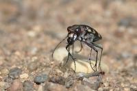 Cicindela hybrida