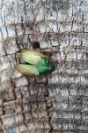 Anomala dubia