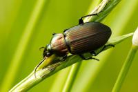Poecilus cupreus