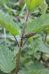 Agapanthia villosoviridescens