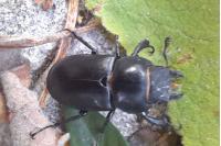 Lucanus cervus