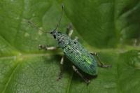 Polydrusus formosus
