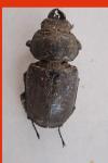 Lucanus cervus