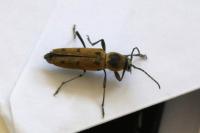 Chlorophorus glabromaculatus
