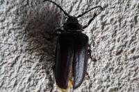 Prionus coriarius