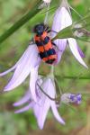 Trichodes alvearius