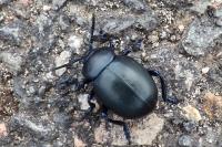 Timarcha tenebricosa