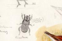 Typhaeus typhoeus