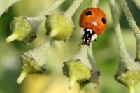 Adalia bipunctata