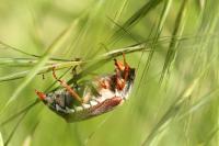 Melolontha melolontha