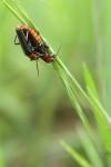 Cantharis rustica