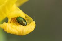 Cryptocephalus hypochaeridis