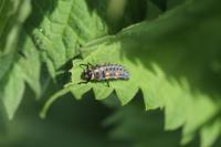 Coccinella septempunctata