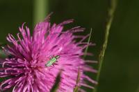 Oedemera nobilis
