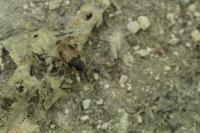 Dendroxena quadrimaculata