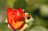 Coccinella septempunctata