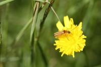 Oedemera podagrariae