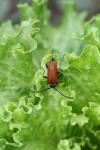 Stictoleptura rubra